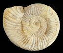 Perisphinctes Ammonite - Jurassic #54255-1